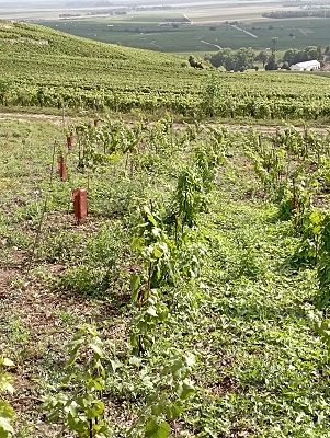 deuxième année de pousse