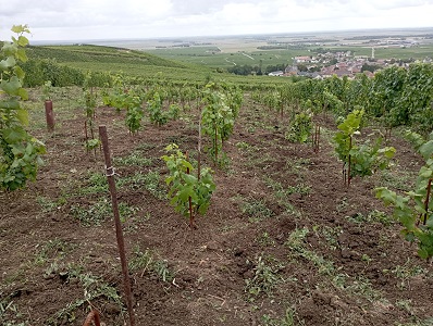 deuxième année de pousse