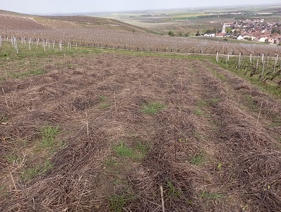 première année de pousse