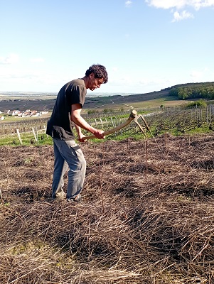première année de pousse