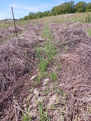 première année de pousse