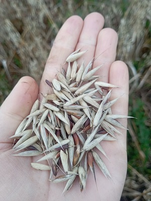 première année de pousse