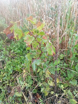 première année de pousse